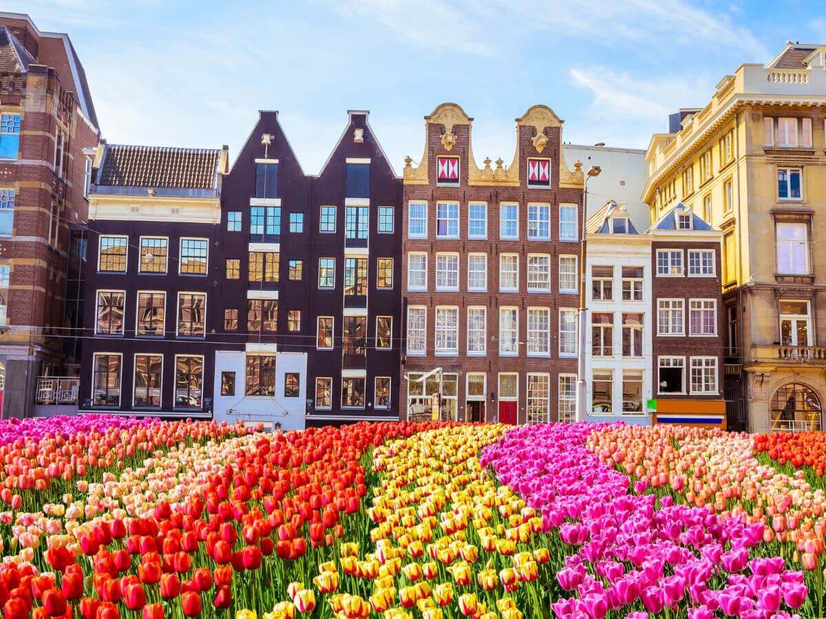 Tulipaner I Amsterdam