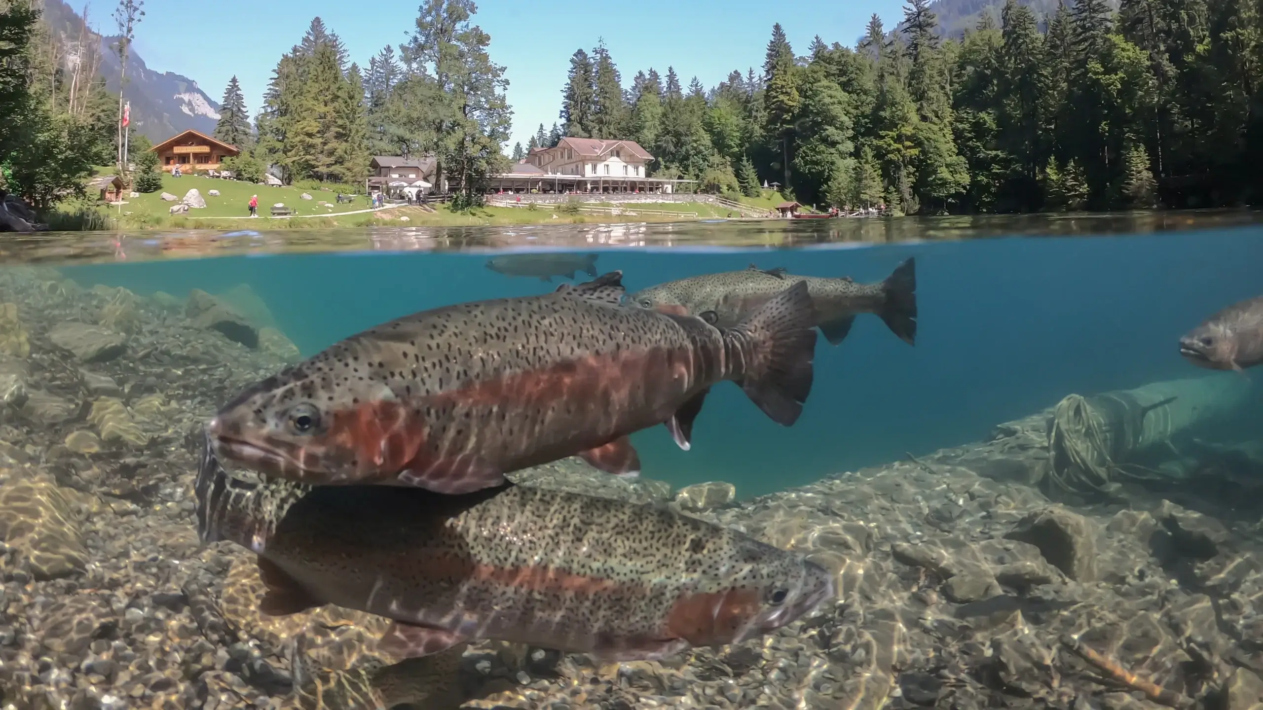 Smag ørred fra Blausee i Stresa