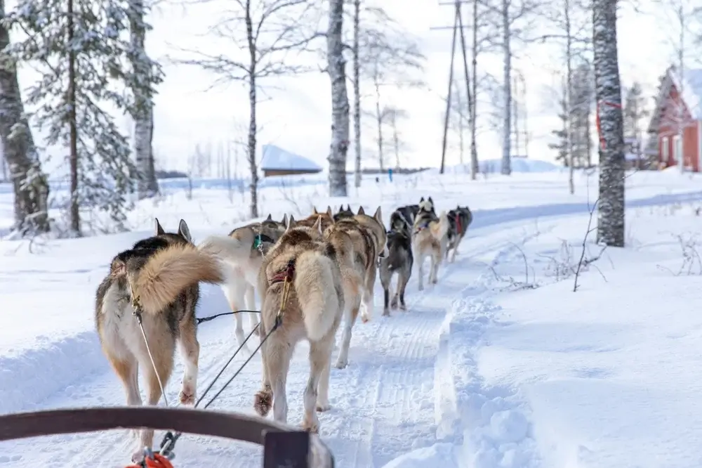 Rovaniemi, Hundeslæde