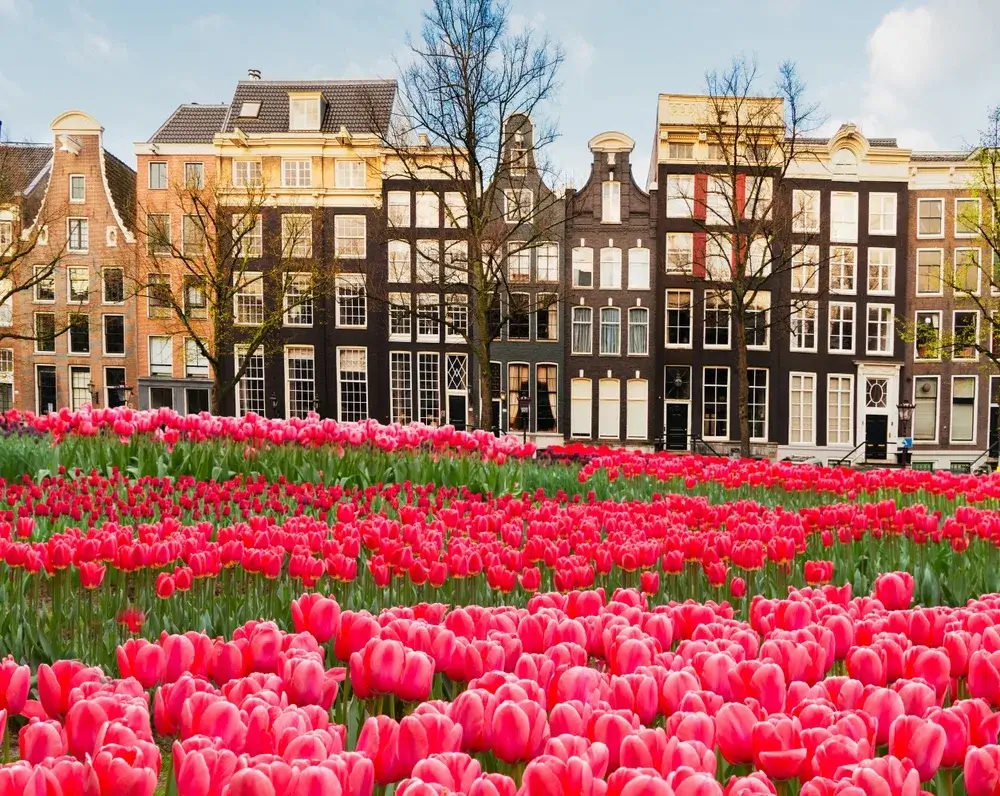 Røde og lyserøde tulipaner foran gamle kanalhuse i Amsterdam