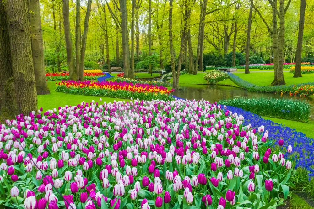Tulipanbede og skov i Keukenhof-haven ved Lisse