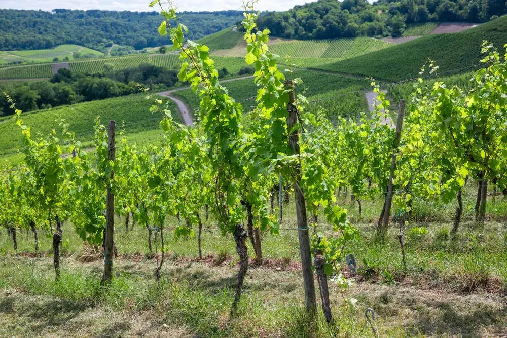 Vinstokke på skråningerne i Moseldalen i Luxembourg