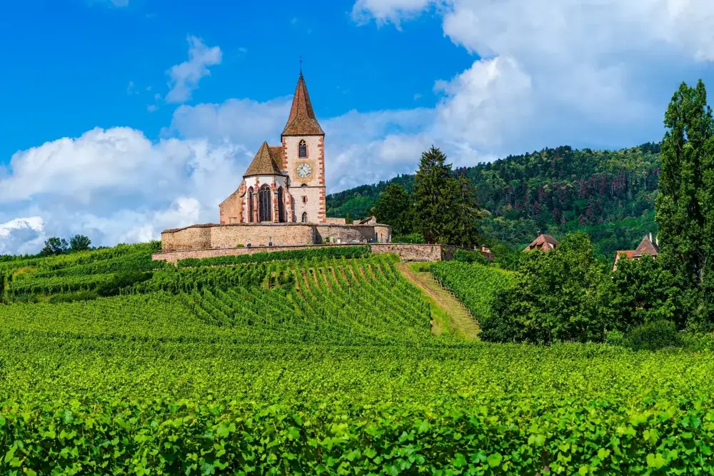 Den befæstede kirke i Hunawihr omgivet af vinmarker i Alsace