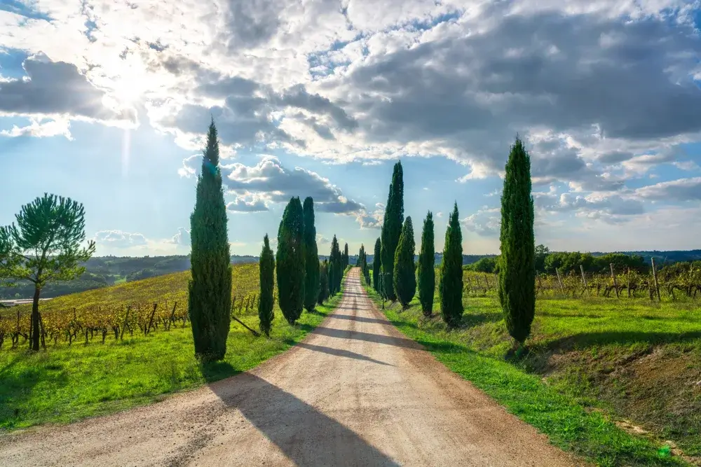 Grusvej mellem cypresser og vinmarker i Chianti