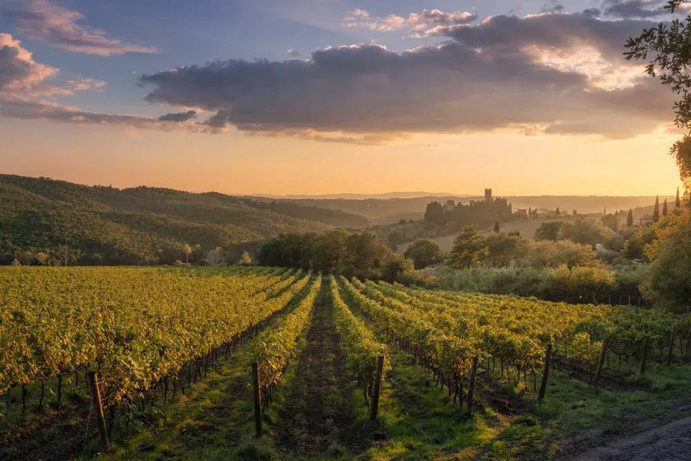 Rækker af vinstokke i Chianti i gyldent aftenlys med bakker og en landsby i baggrunden