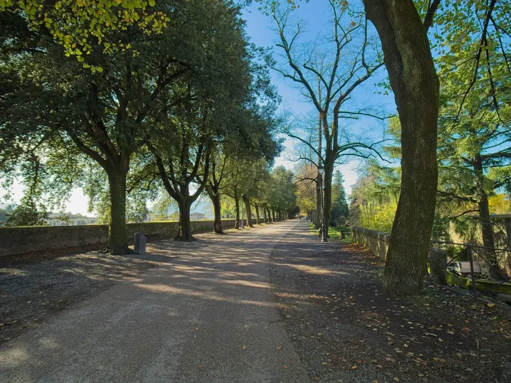 Trækantet allé oven på bymuren rundt om Luccas gamle by