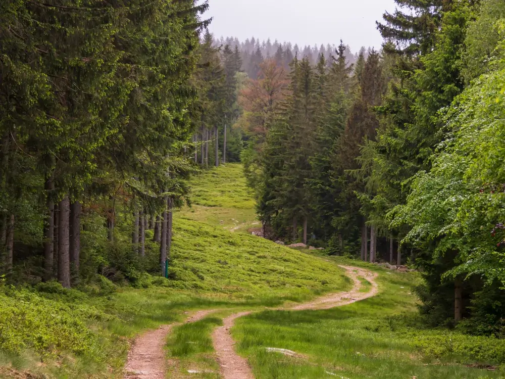 Skovvej mellem grantræer i Karkonosze Nationalpark