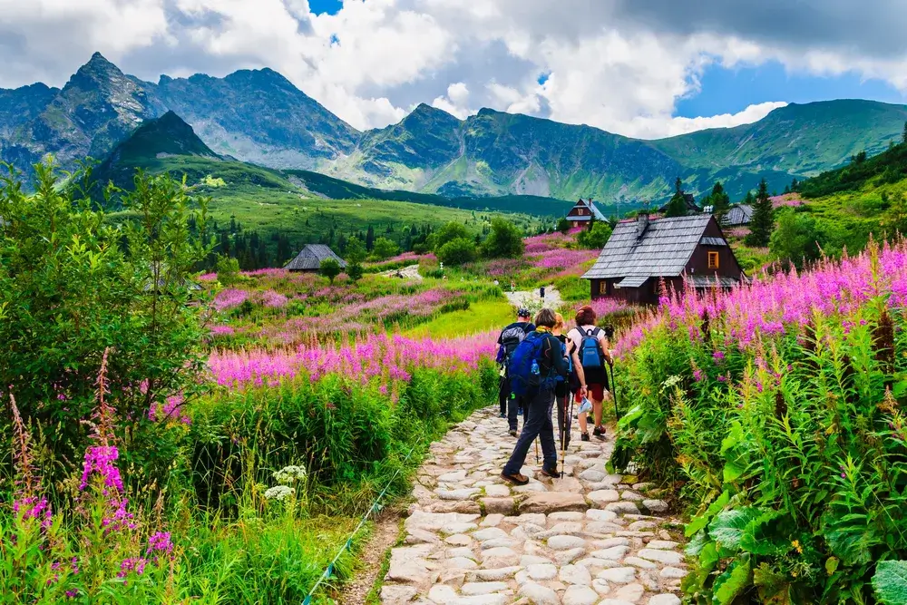 Vandrere på en stensat sti mellem lyserøde gederams og træhytter med Tatras tinder bagved