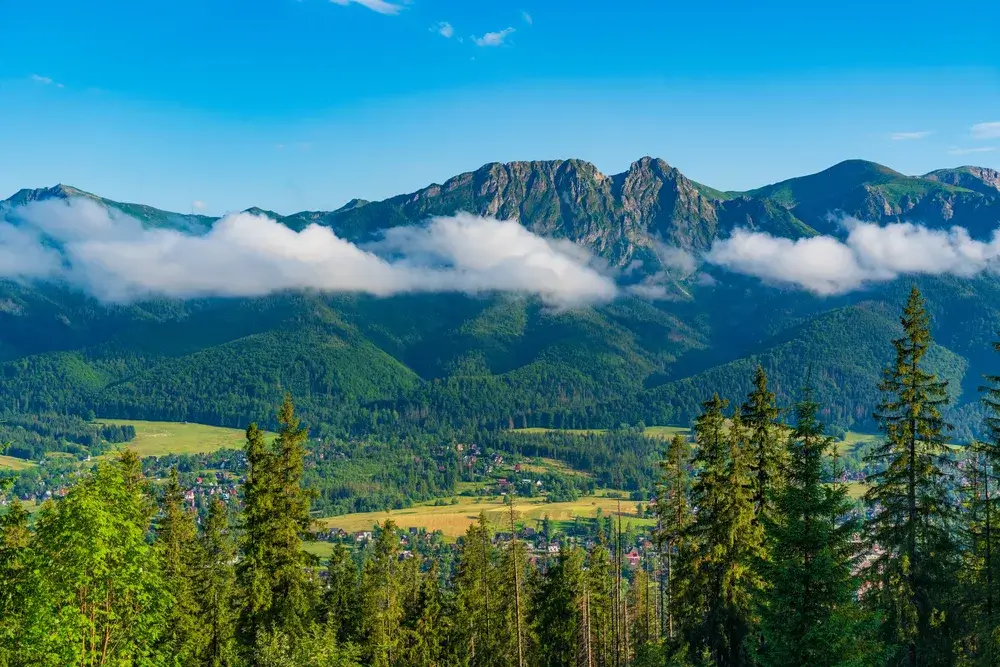 Udsigt over Zakopane og Tatrabjergene med skyer omkring tinderne og granskov i forgrunden