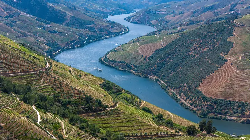 Terrasserede vinmarker langs floden Douro i Dourodalen